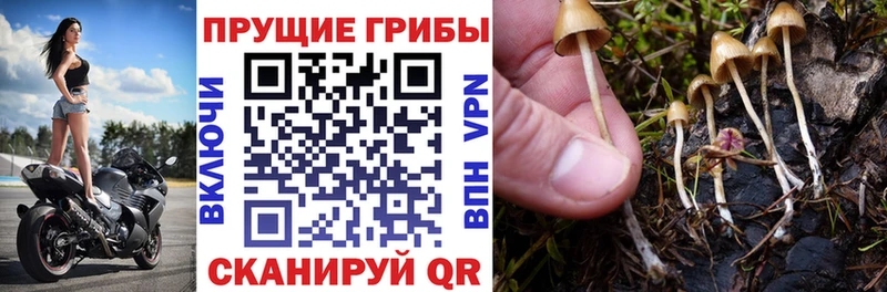 Галлюциногенные грибы Psilocybine cubensis  что такое   Курчатов 